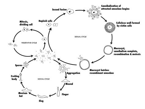 Study of Amoeba | General characters and classification