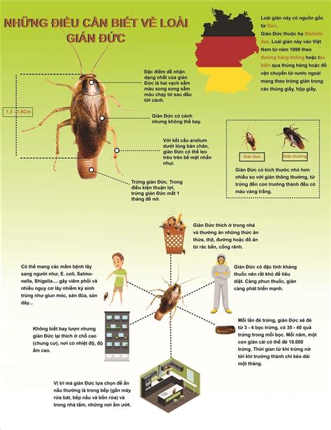 German cockroach extermination tips