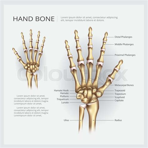 Hand Bone Vector Illustration | Stock vector | Colourbox