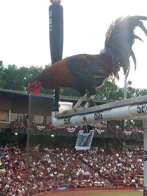 South Carolina mascot Sir Big Spur perched at a USC Gamecocks baseball ...