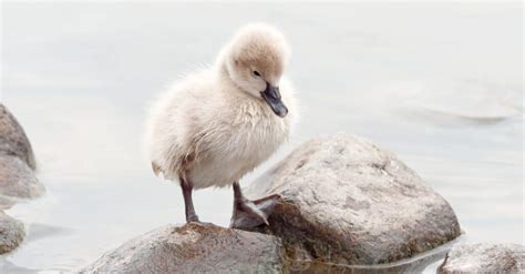 What’s a Baby Swan Called + 4 More Amazing Facts! - Unianimal