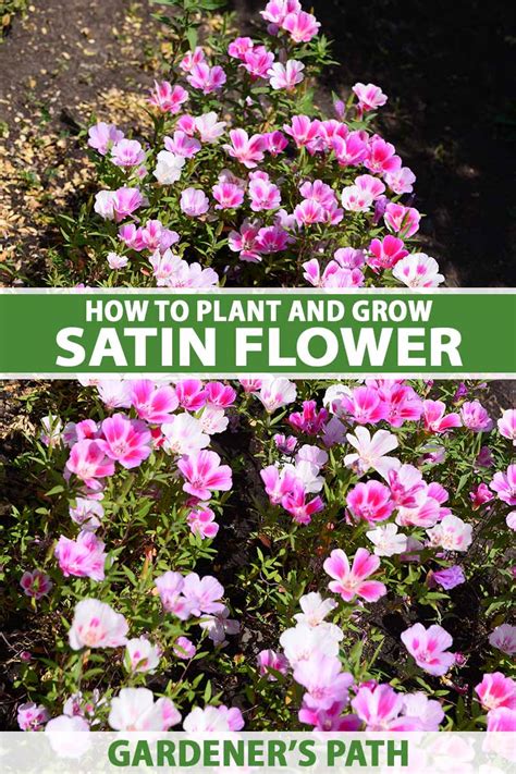 How to Grow Satin Flower (Clarkia amoena) | Gardener’s Path