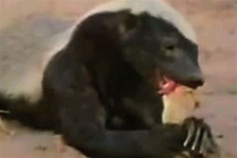 How to Survive a Honey Badger Attack — Last Man Standing