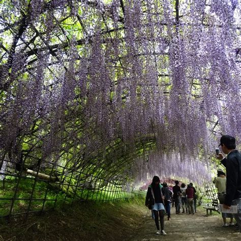 Wisteria Tunnel – Kitakyushu, Japan - Atlas Obscura