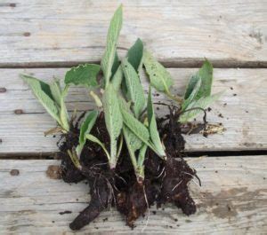 Organic Comfrey Root Cuttings – Tamar Organics