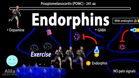 Endorphins, Mechanisms of Action, Animation - YouTube