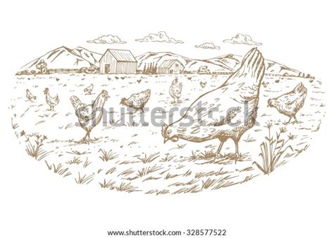 Hand Drawn Flock Free Range Chickens Stock Vector (Royalty Free ...