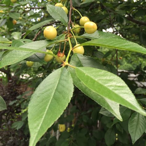 What Are Yellow Cherries – Learn About Growing Yellow Cherry Trees ...