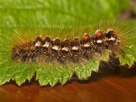 How To Treat Browntail Moth Rash - Farmers' Almanac - Plan Your Day ...