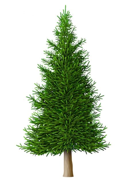 Premium Vector | Realistic vector pine tree isolate