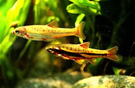 Dace - Description, Habitat, Image, Diet, and Interesting Facts