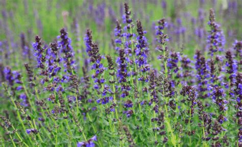 Hyssop Magical Properties and Uses - Spell Guru