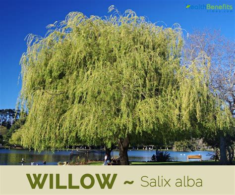 Willow facts and health benefits