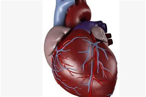 دراسة تتوصل إلى امتلاك قلب الإنسان لما يشبه بطارية احتياطية متعددة ...