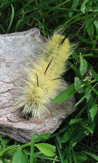 Mystery Caterpillar - Acronicta americana - BugGuide.Net