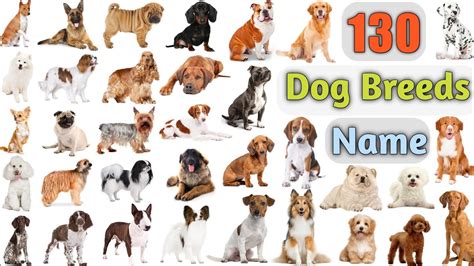 A Z Dog Breed Names