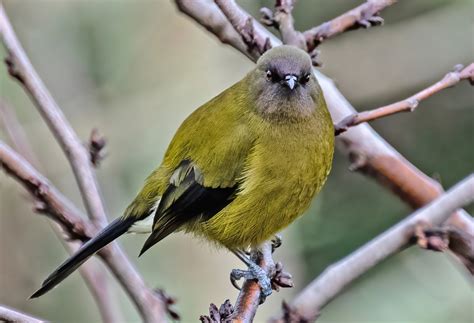 New Zealand Bellbird Korimako | Great Bird Pics