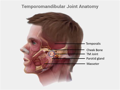 Temporomandibular Joint Anatomy - Orofacial Therapeutics