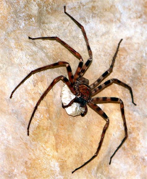 Giant huntsman spider - Wikipedia