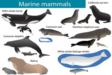 Marine mammals (238287) | Illustrations | Design Bundles | Mammals ...