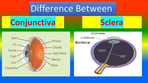 Difference between Conjunctiva and Sclera - YouTube