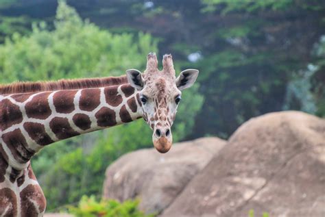 Discount San Francisco Zoo Tickets 2024: 9 Ways To Save Big