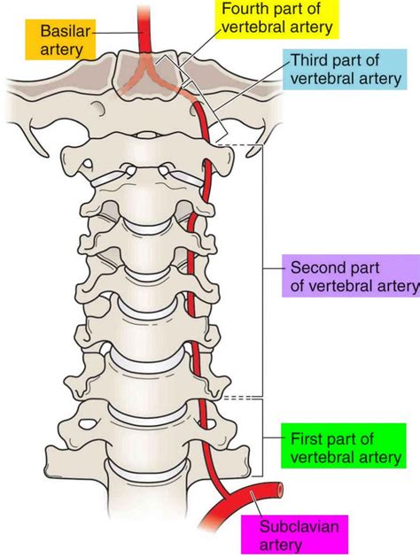 Vertebral Artery Segments, Stenosis and Artery Dissection Symptoms