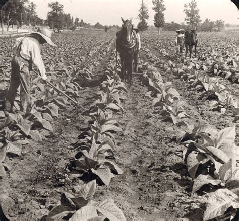 Smithsonian Secretary has agricultural roots | National Museum of ...