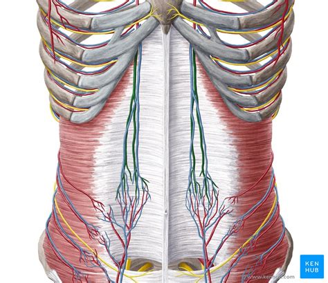 Superior epigastric artery: Anatomy, function | Kenhub