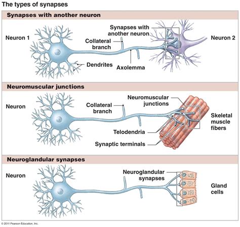 Types of Synapses in Nervous System