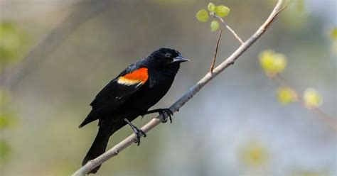 Red-Winged Blackbird Behavior - AnimalBehaviorCorner