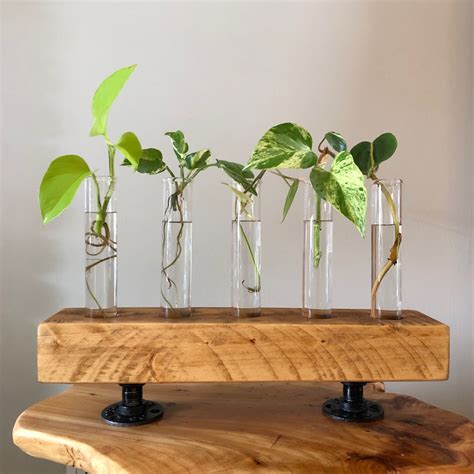 Industrial style. Plant propagation station. House Plants Decor, Plant ...