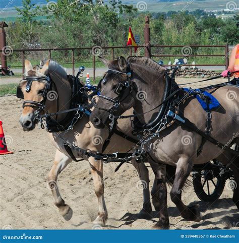 Fjord horses pulling cart stock image. Image of equines - 239448367