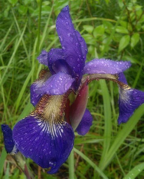 Blue flag Iris . | Mark Eberling | Flickr