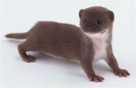 baby least weasel | Weasels | Pinterest | Mink, Animal quiz and Little ...