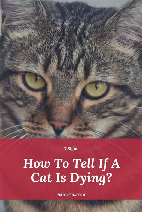 7 Signs: How To Tell If A Cat Is Dying | Sick cat, Cats, Cat health