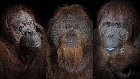 Striking portraits capture the humanity of endangered orangutans ...