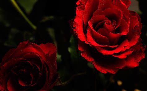 Roses Desktop Wallpapers - Top Free Roses Desktop Backgrounds ...