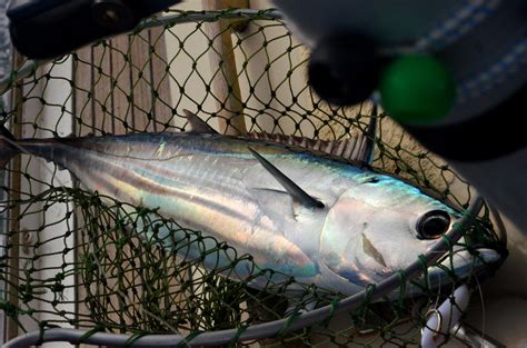 Pacific Community projects an easterly move for two key tuna species ...