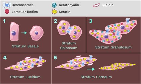 Keratinocyte - Labster