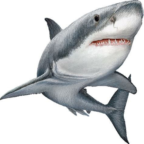 Shark Transparent Background PNG