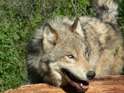 Montana wolf population up 15 percent | Montana News | billingsgazette.com