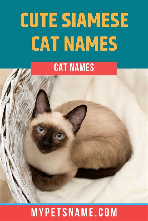 Cute Siamese Cat Names | Siamese cats, Cat names, Cute pet names