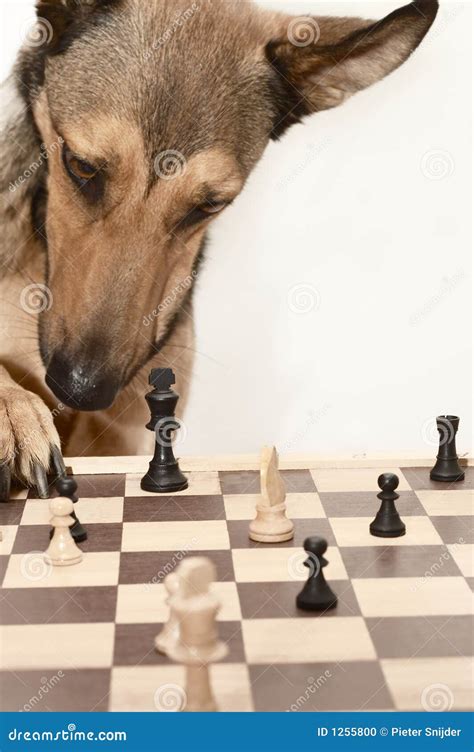 Check! Playing Chess Like A Dog Stock Photo - Image: 1255800