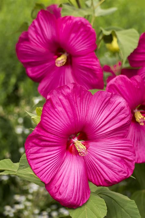 Hibiscus Flower Information | Best Flower Site