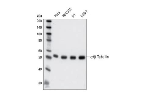 α/β-Tubulin Antibody | Cell Signaling Technology