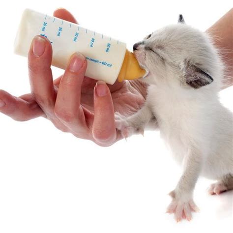 How to Feed a Newborn Kitten - Step by Step Guide