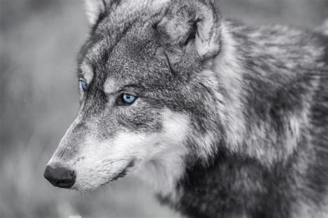 Jacob Wolf Eye