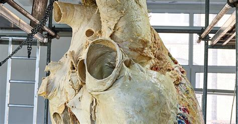 How Scientists Preserved a 440-Pound Blue Whale Heart | WIRED