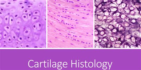 cartilage histology ***** Diagram | Quizlet